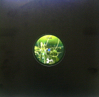 SARAY -Urban madness- (tk026)